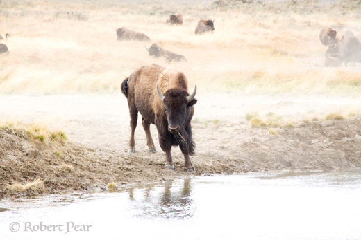 Yellowstone, Wyoming has many areas to observe
 wildlife in a natural habitat.