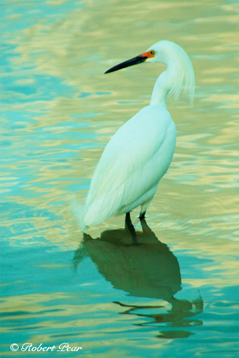 bird image taken by Robert Pear in the Fort
 Myers / Matlacha Florida area.